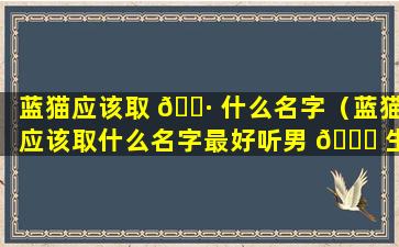 蓝猫应该取 🌷 什么名字（蓝猫应该取什么名字最好听男 🐒 生）